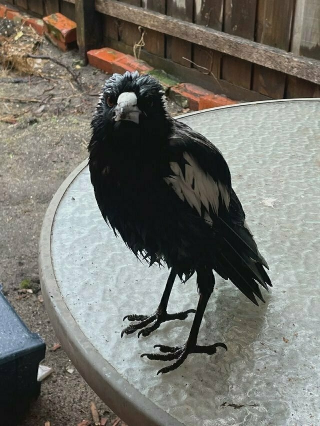 an extremely wet Australian magpie sitting on an outdoor table, staring straight at the photo-taker
