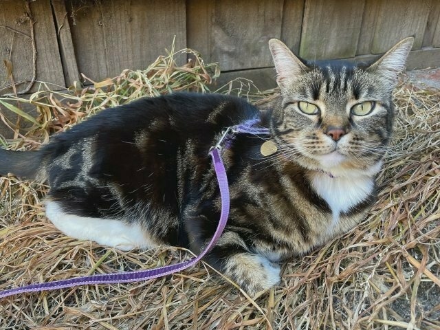a tabby cat in a purple harness (leash trailing away to the side) lying on a bed of dead grasses