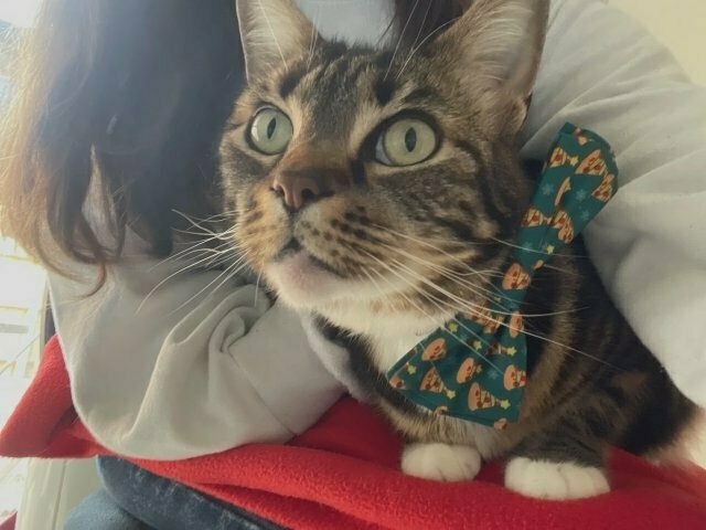 close-up of a tabby-and-white cat wearing a green bowtie with pizzas printed on it. she is on her human's lap.