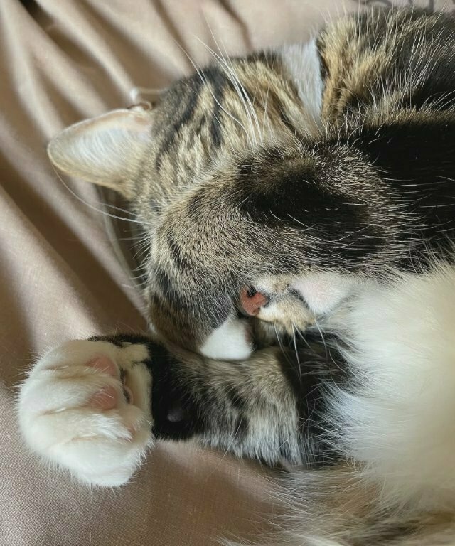 close up of a tabby cat with one paw over her eyes and the bridge of her nose, but her delightful snoot is still visible