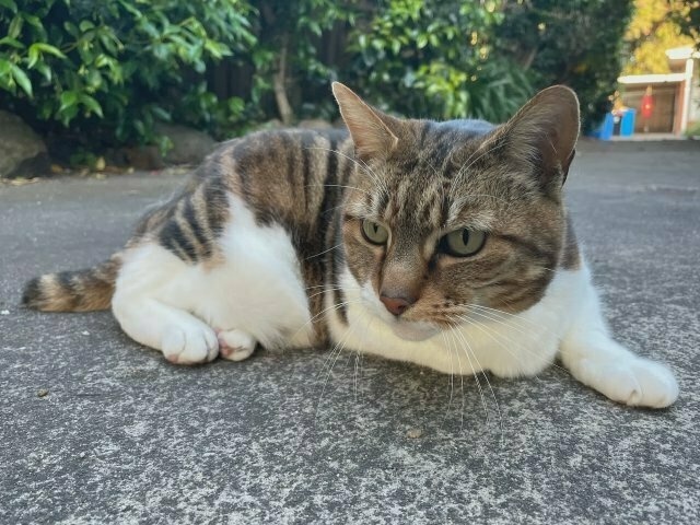 a rotund tabby-and-white (over half white) on a driveway, staring transfixedly at something off-camera