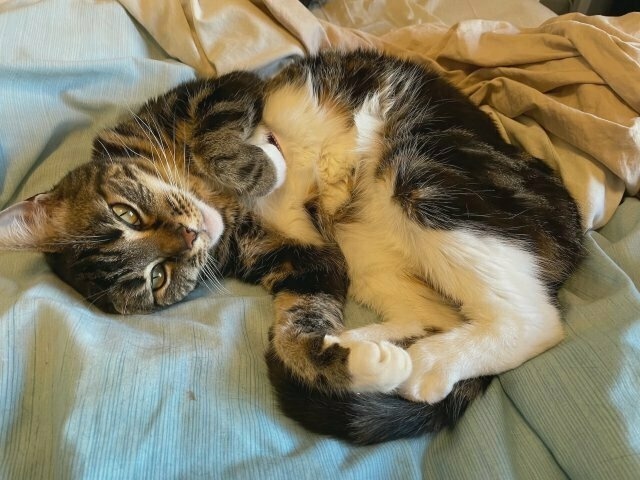 a tabby-and-white lying on a bed, belly exposed tantalisingly
