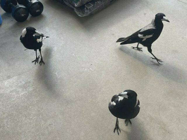 three magpies on a concrete front porch