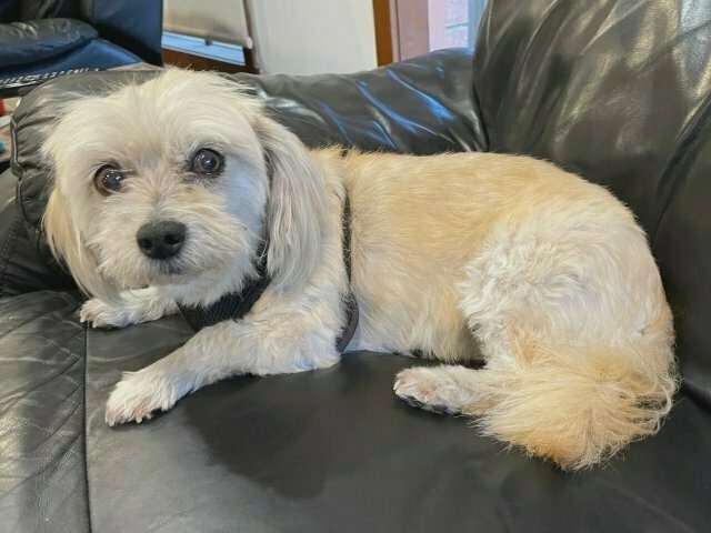 A white-coloured Maltese-shih tzu cross resting on a black leather couch, looking nervously at the camera
