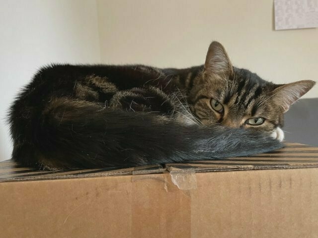 A tabby cat curled up on top of a cardboard box, staring at the photo taker as in ‘what do you want?’