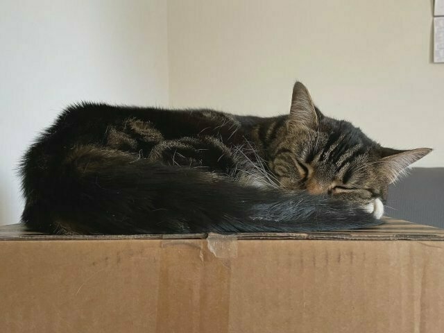 The same tabby cat on top of the cardboard box; she hasn't moved, but has fallen peacefully back to sleep