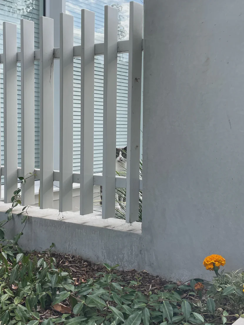 a grey-and-white cat as seen through the metal slats in an otherwise-concrete fence outside an apartment block