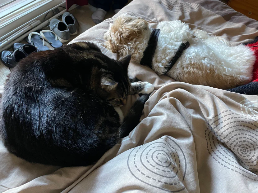 a tabby cat, curled up, and a small dog, lying more elongatedly, both sleeping on a brown doona