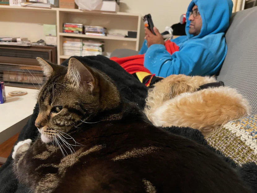 a photo looking lengthways along a couch. in the foreground, a tabby cat lying smugly on the photo-taker's lap. behind her, the small dog from the previous photo, sleeping. behind him, a brown guy in a blue hoodie scrolling his phone.