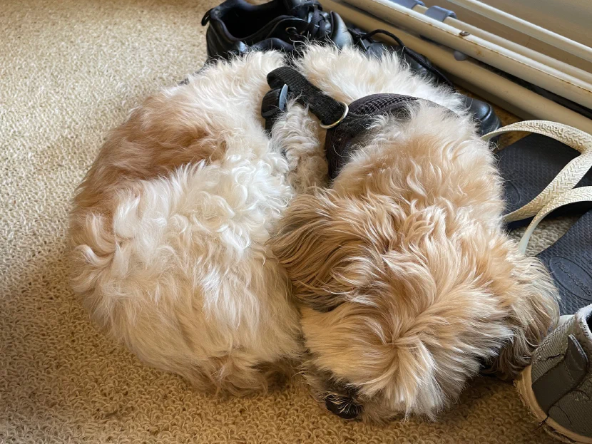 a small dog with short, curly fur (mostly light-coloured with some reddish brown patches), curled up into a tight ball on a carpeted floor near some shoes