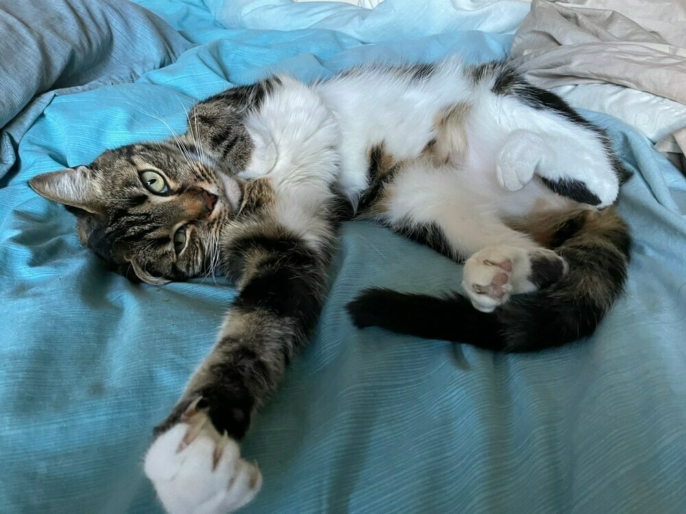 a tabby cat lies on a blue doona looking at camera, tummy exposed