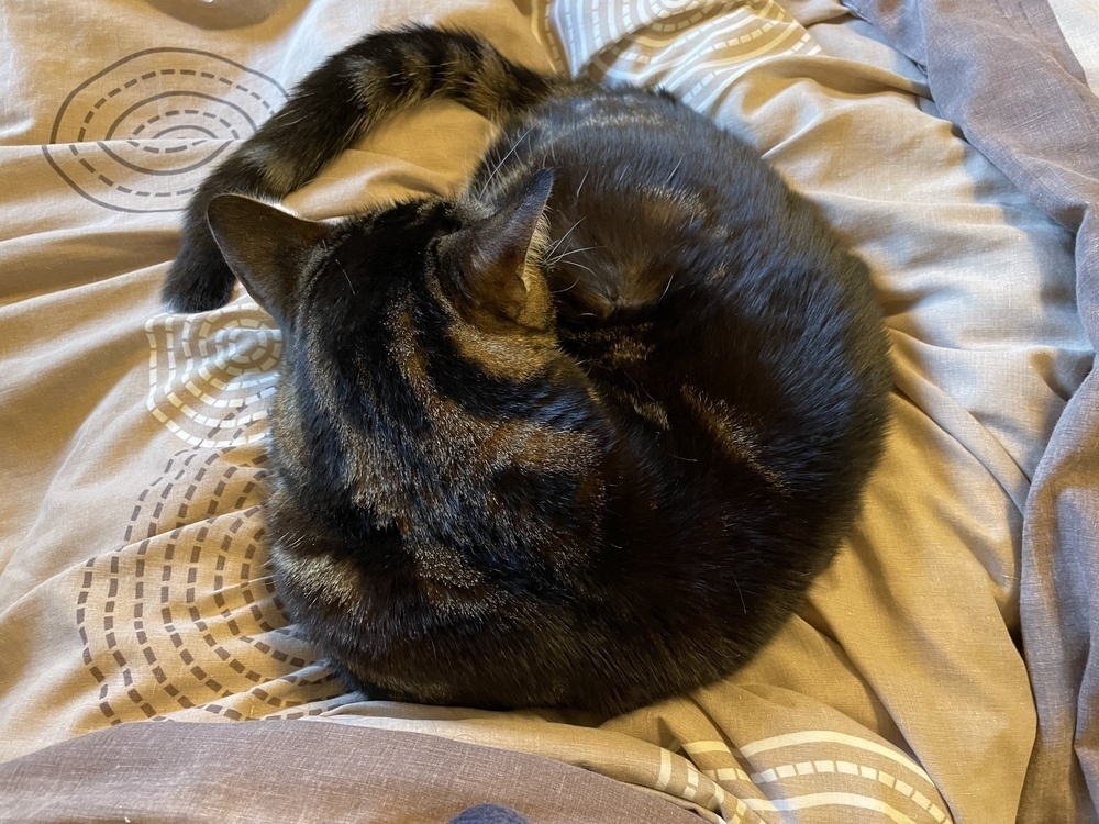 top-down view of a tabby cat curled up into a loose ball on a bed, with her tail tangling out. the brown bedspread underneath her is lumpy, suggestive of a human's lap