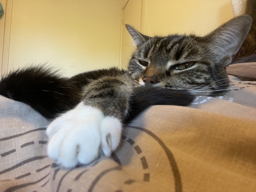 front-on view of the tabby cat. she's eyeing the camera warily, one paw stretched out towards it, flexing her claws