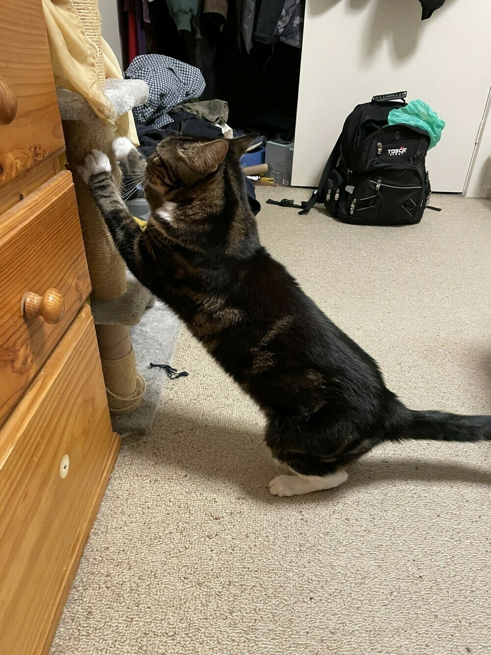 A tabby cat sharpening her claws on a scratching post that forms part of a cat tower (with clothes piled on it)