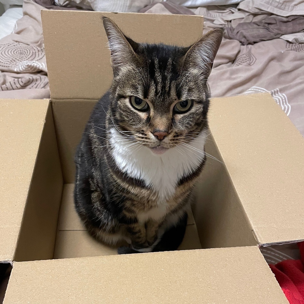 A tabby cat sitting in a cardboard box, making eye contact with the camera.