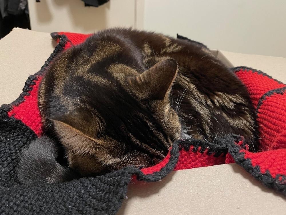 a tabby cat curled up and sleeping in a cardboard box lined with a red and black knitted blanket