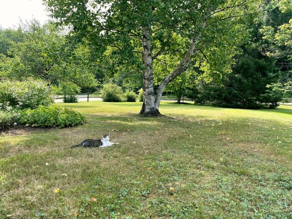 A cat is lounging on the grass under the shade of a tree in a peaceful, green garden.