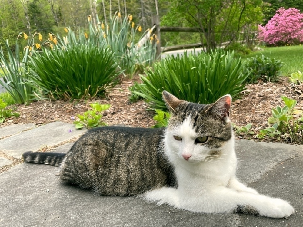 A cat is lying on a stone path in a garden with various green plants and blooming flowers in the background.