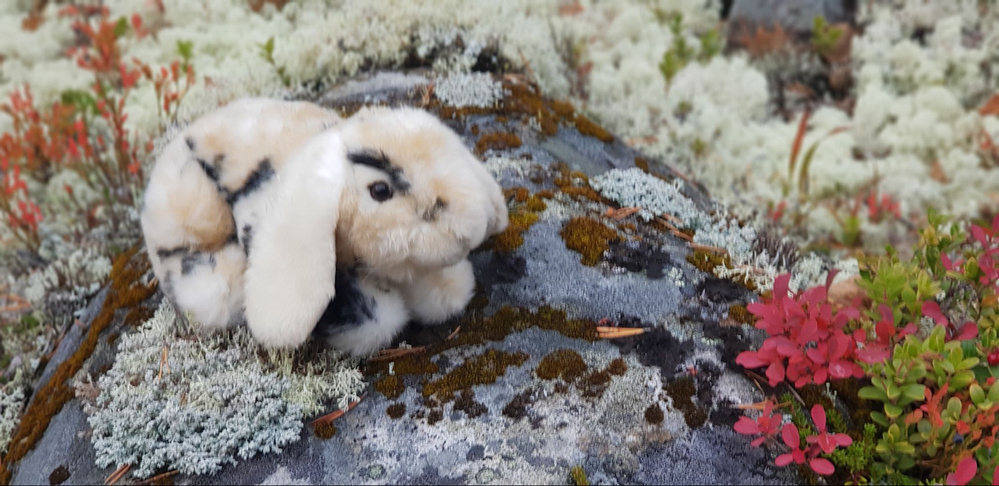 A plush rabbit on a moss-covered stone in the fall-colored mountain