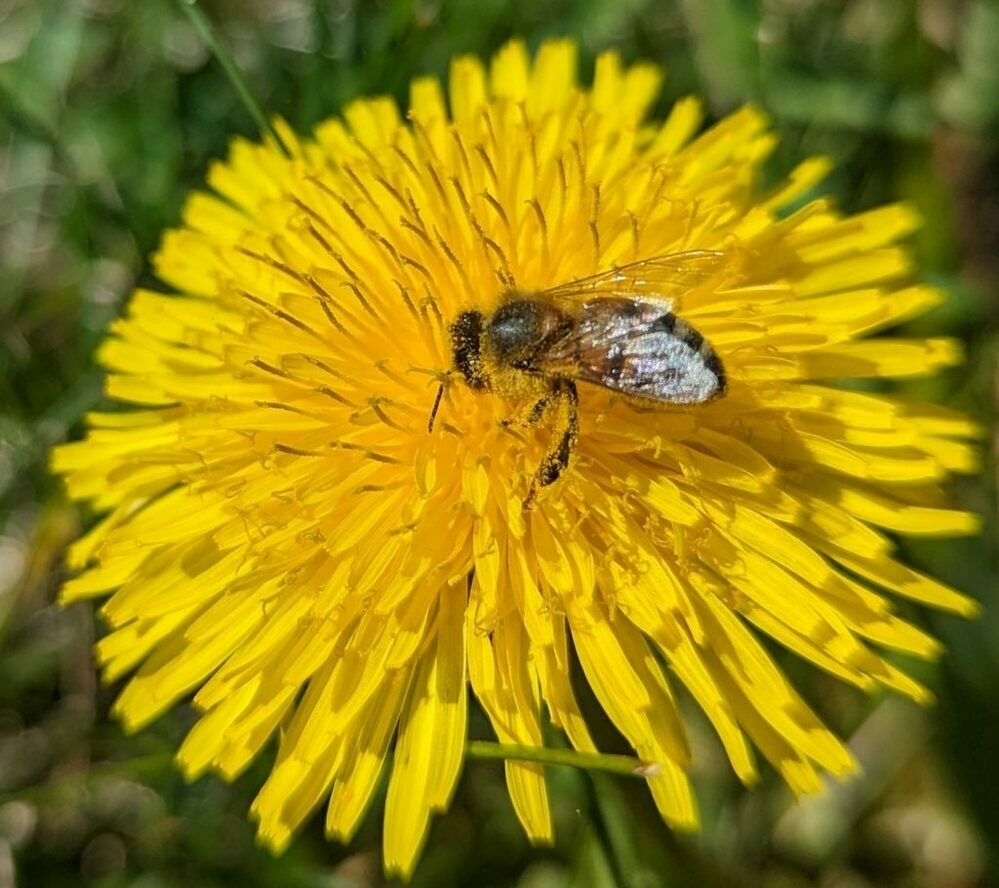 A pollen-covered bee on a dandelion flower