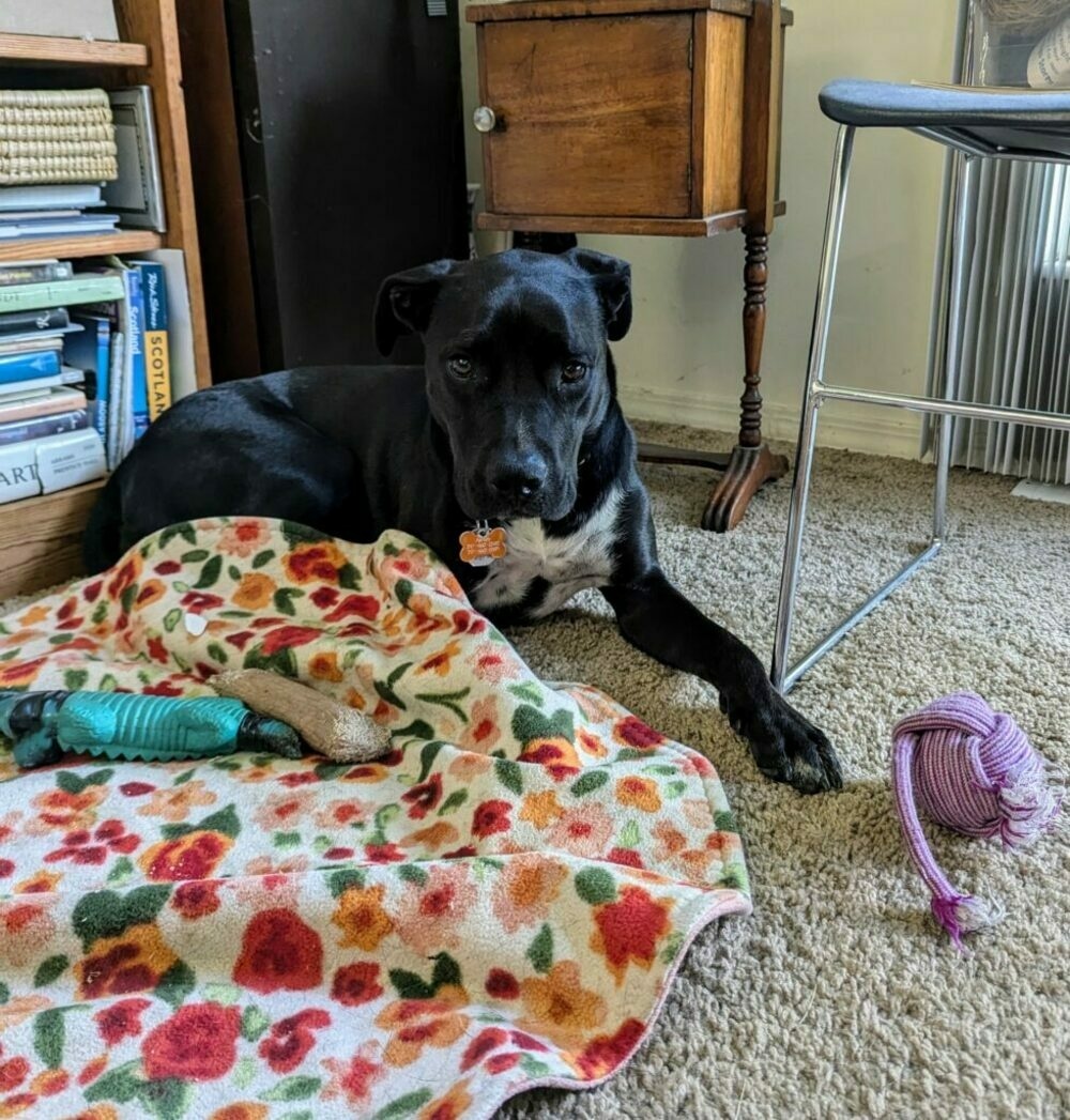 A dog with her dog blanket over one of her paws, with some chew toys nearby