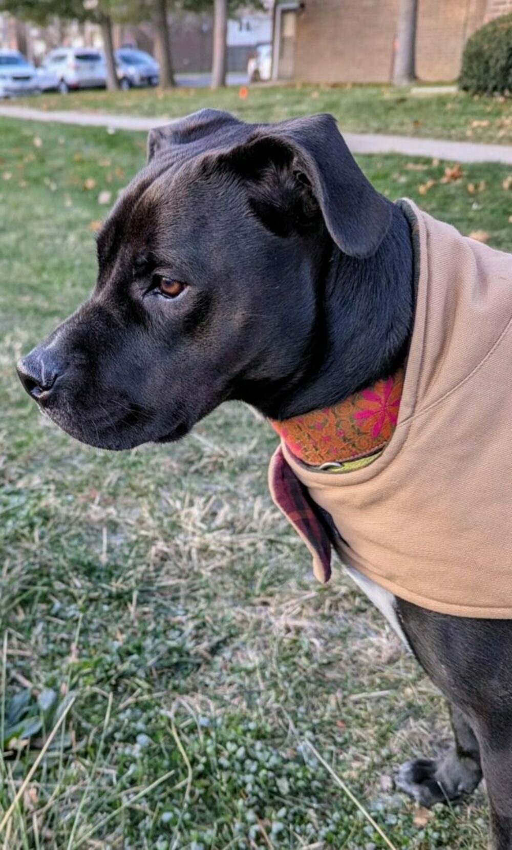 A picture of a black dog in a khaki coat with a small white scar on her nose