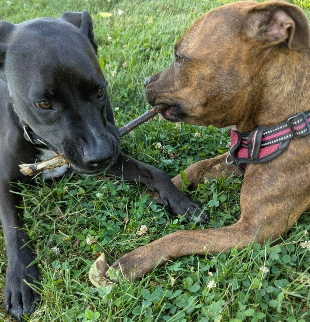 A black dog and a brown dog chewing on the same stick