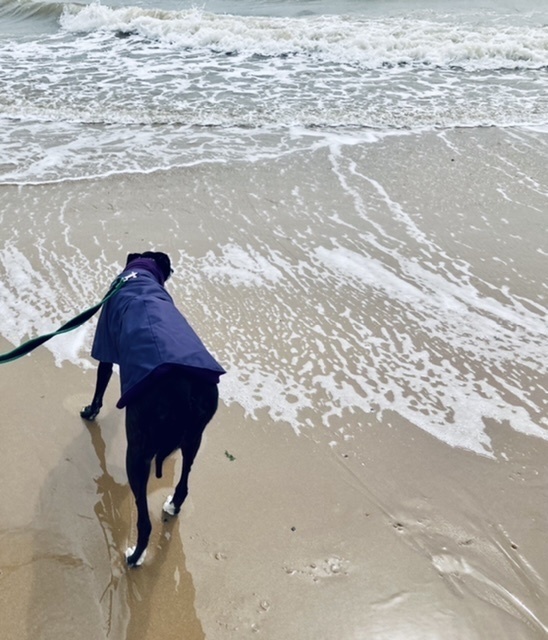 A greyhound sniffs an incoming wave.