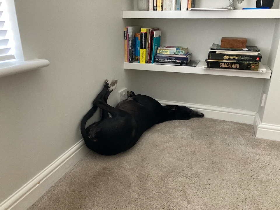 A black greyhound contorting itself into a corner underneath a bookshelf.