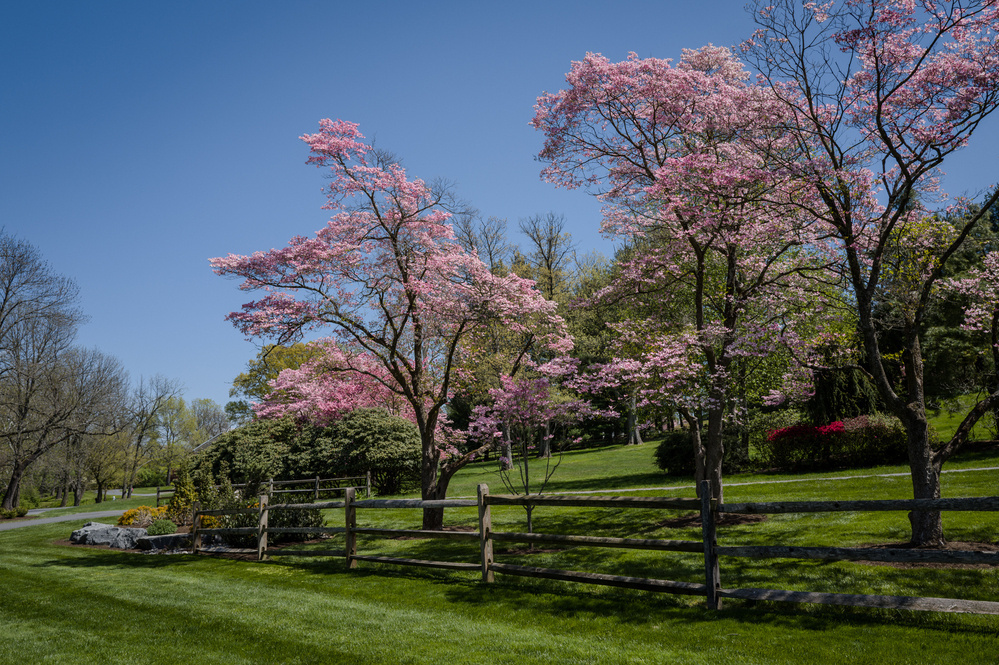 Pink blossomed trees on a grassy lawn behind a wooden fence against a clear blue sky.