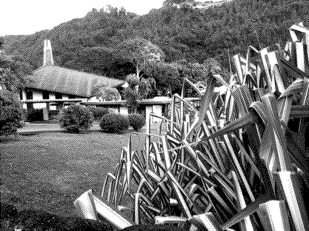 Variegated long leaf plant with a church in the background.