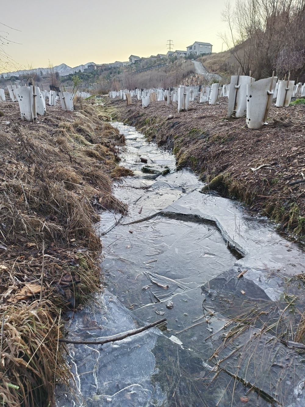 Cracked ice of a frozen creek running between a small plantation of young natives, the backs of houses and suburbs up the hill and a snow capped mountain far in the b...