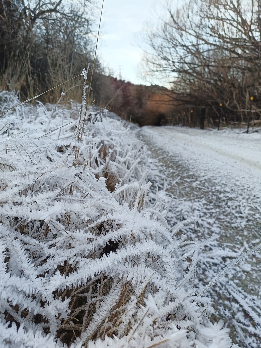 Hore frost off the side of a frosty trail