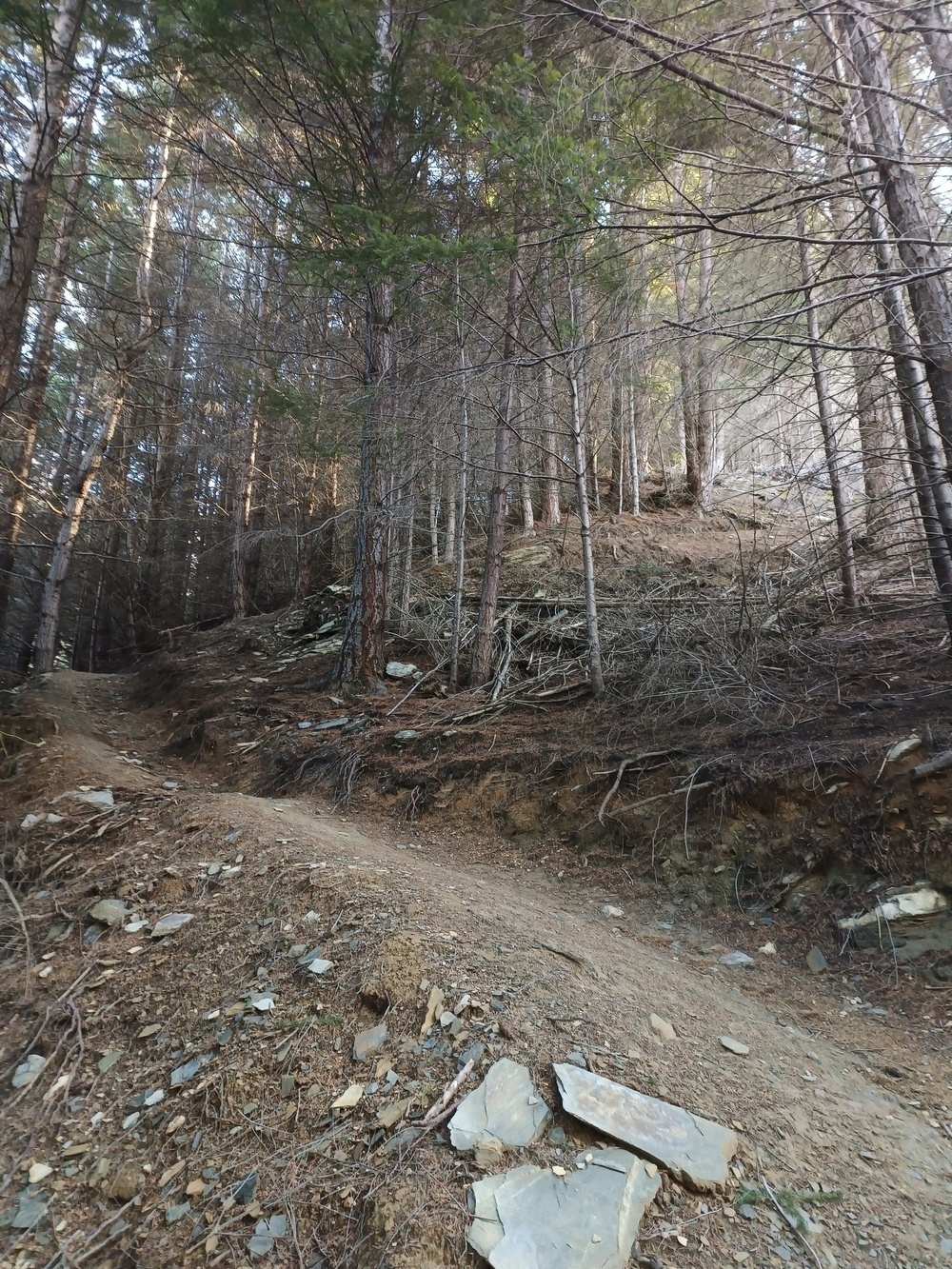 Trail winding up hill under pine canopy 