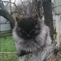 kyivcats.bsky.social