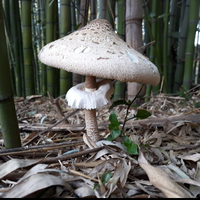 batendolatas@masto.pt