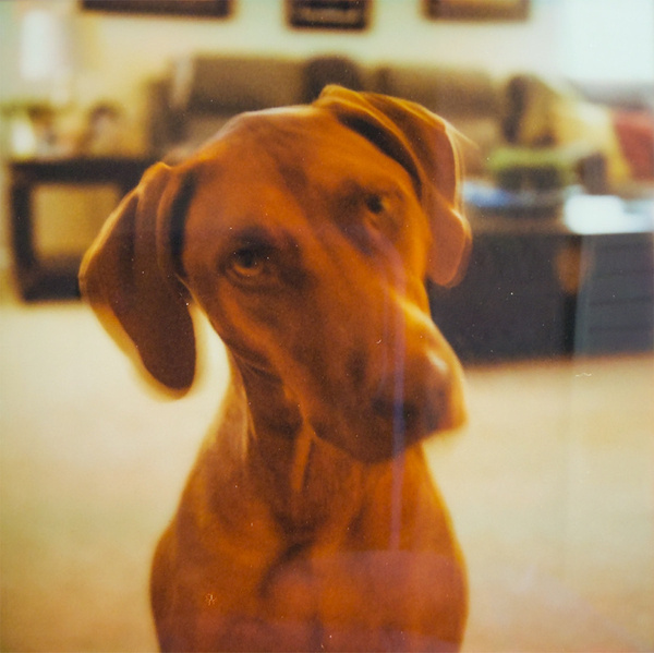 A brown dog looking inquisitive with a tilted head.