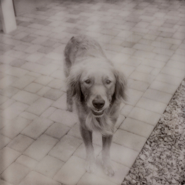 A golden retriever stands on a tiled patio next to a gravel area, looking directly at the camera.