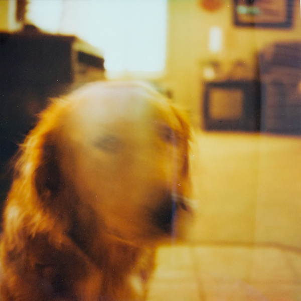 A Golden Retriever looking at the camera.