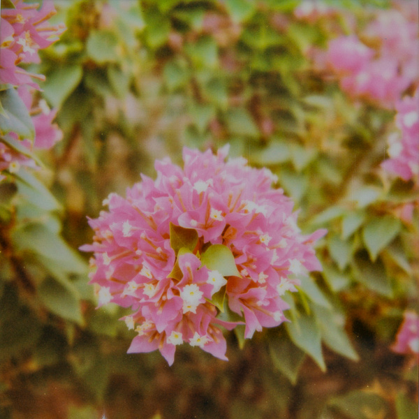 A cluster of vibrant pink flowers with small white centers is surrounded by green leaves and blurred background foliage.