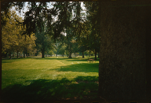 A peaceful park scene features a large grassy area shaded by tall trees with a picnic table in the distance.
