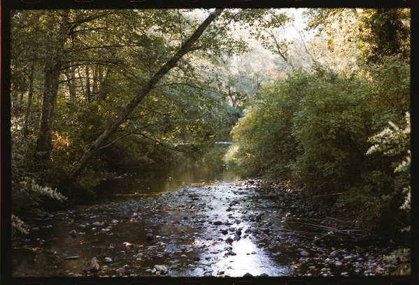 A serene creek gently flows through a wooded area with trees arching over the water.