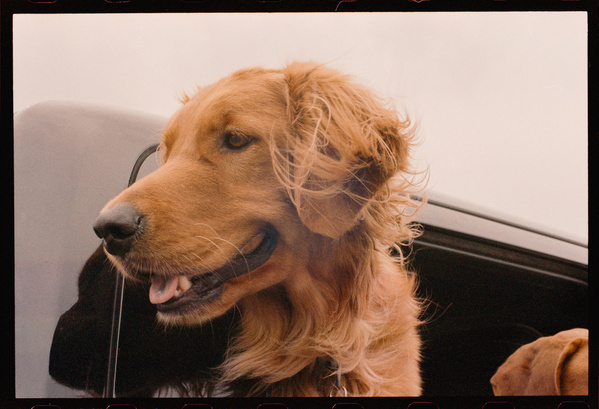 A golden retriever with slightly tousled fur is looking out from an open car window.