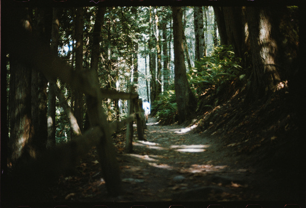 A sunlit forest path is surrounded by tall trees and dense foliage, with a person walking in the distance.