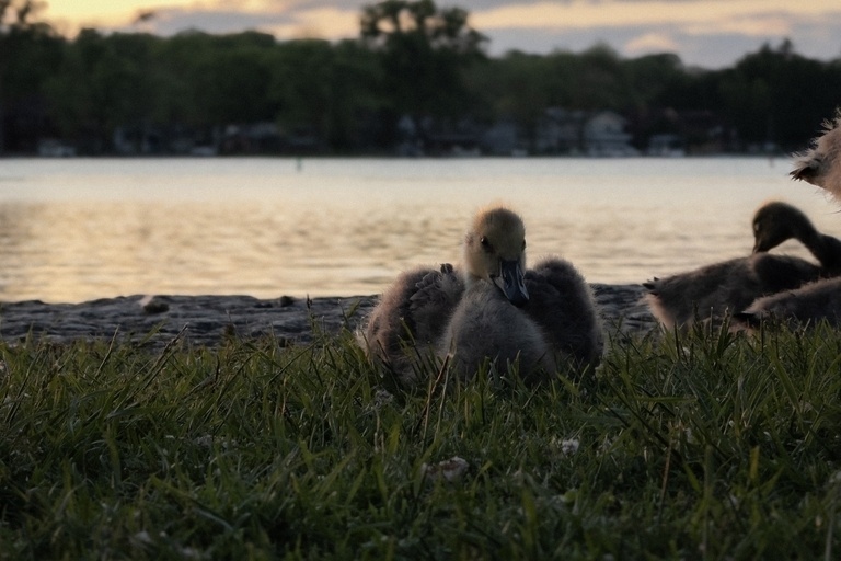 A close-up of a fuzzy gray gosling nestled in green grass on the edge of a lake at dusk, with soft golden light reflecting off the rippling water behind it.