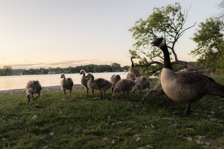 A family of Canada geese on a grassy lakeshore at sunset: several fluffy gray goslings peck at the grass in a loose group while an adult goose stands watch at right, with calm water and leafy trees silhouetted against a pastel sky in the background.